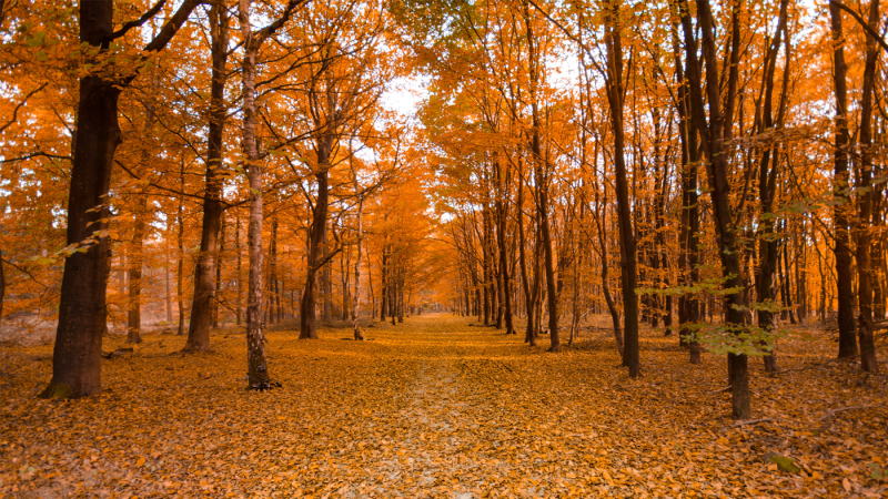 Gli incantevoli benefici della natura in autunno 